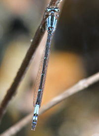 Azure Bluet